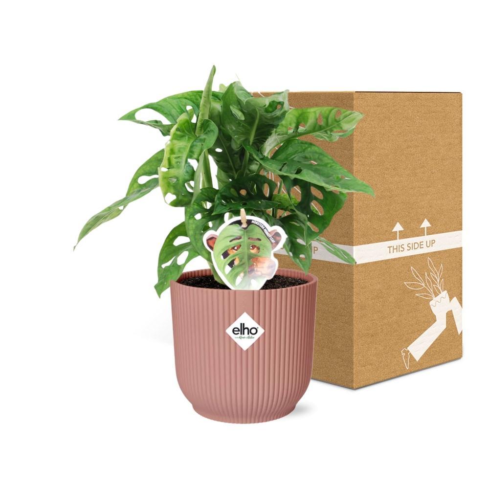 Monstera 'Monkey Leaf' in ELHO Vibes Fold 14cm roze
