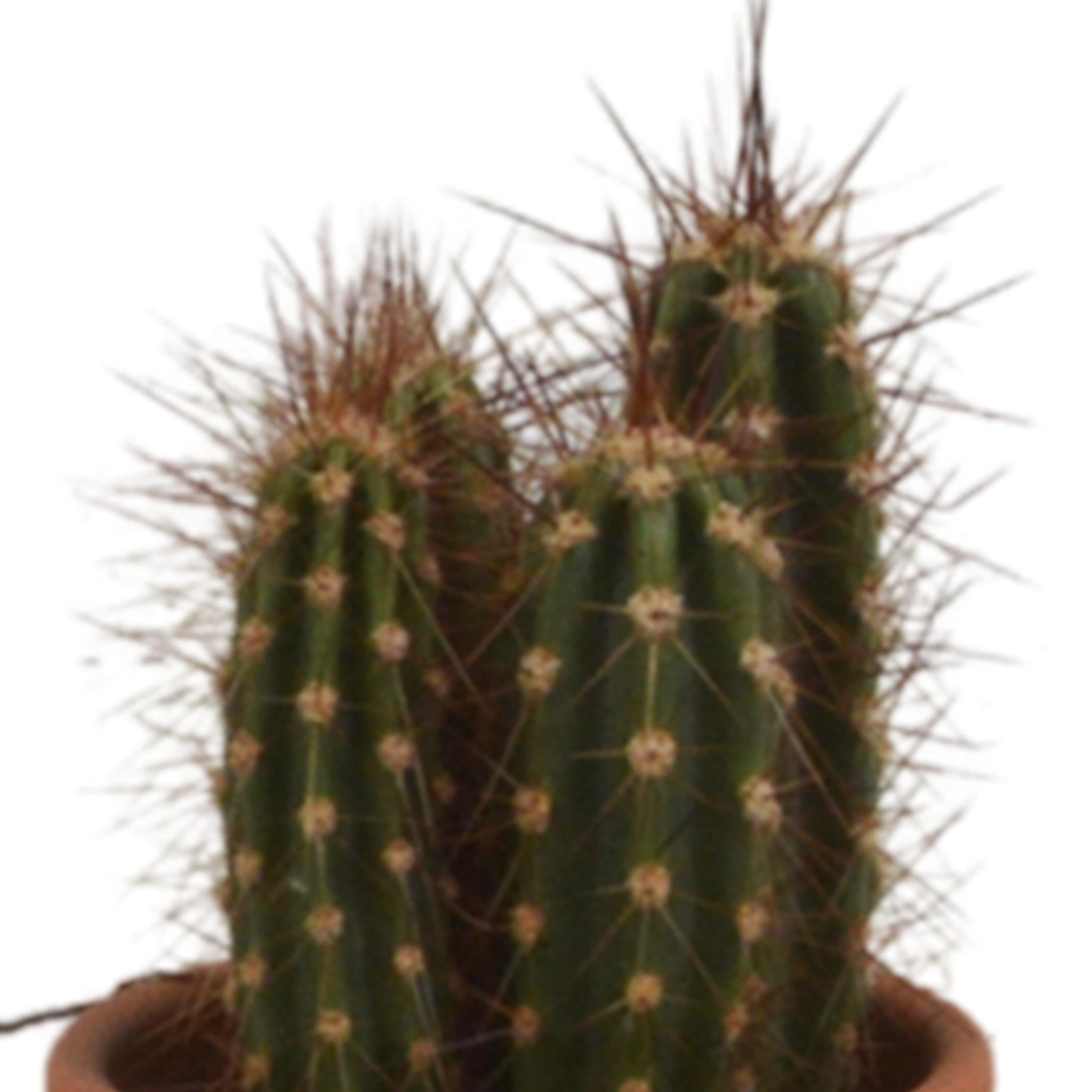 Cactusmix 5,5 cm - 5x - in terracotta pot