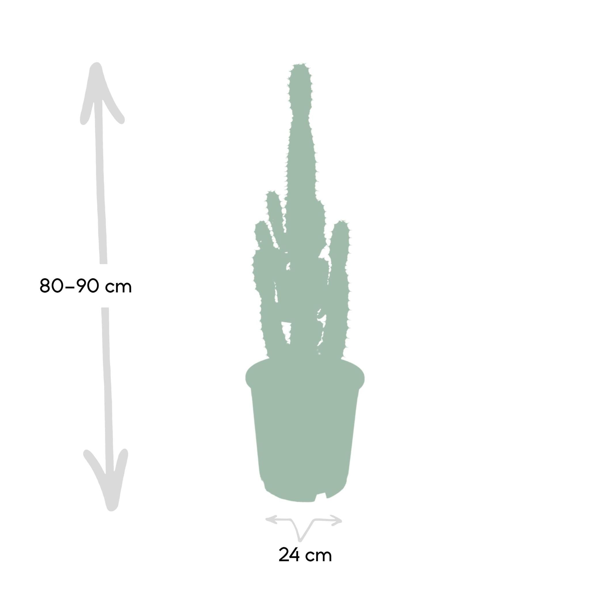 Euphorbia Acrurensis - Ø24 - ?60cm