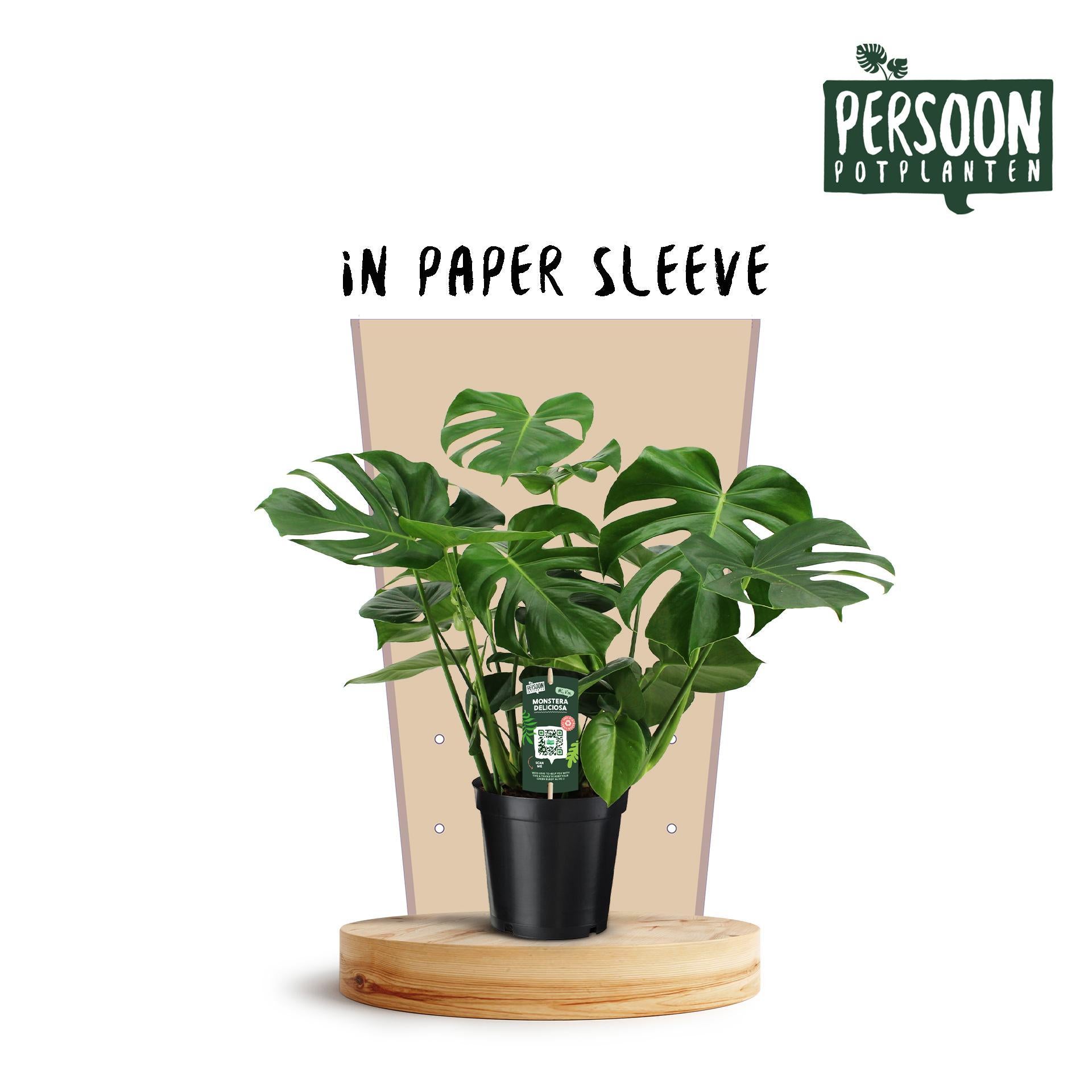 Monstera Deliciosa - Ø21 ↕75