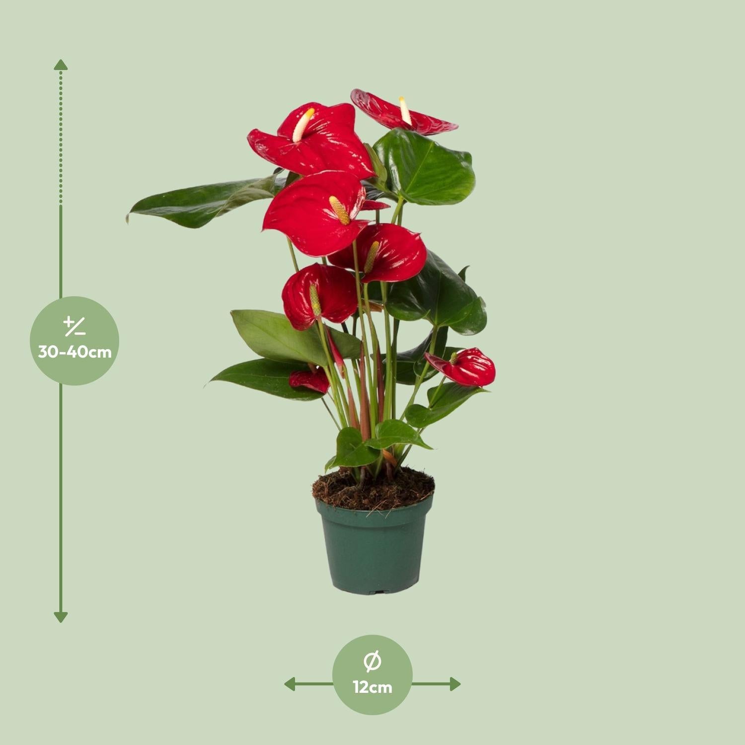 Anthurium Nevada - Ø12 -?40cm