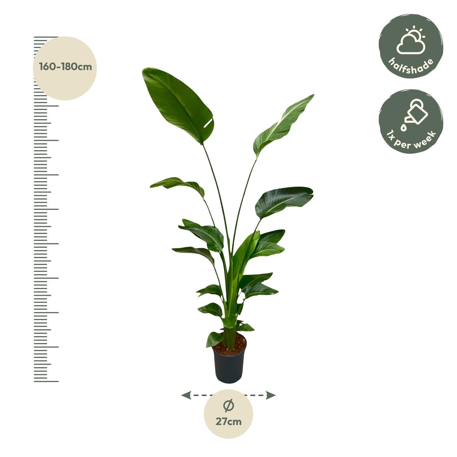 Strelitzia Nicolai - 170 cm - ?21
