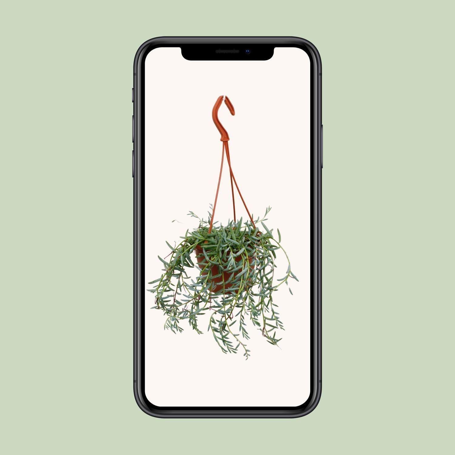 Senecio Hallianus - Ø12cm - ↕25cm