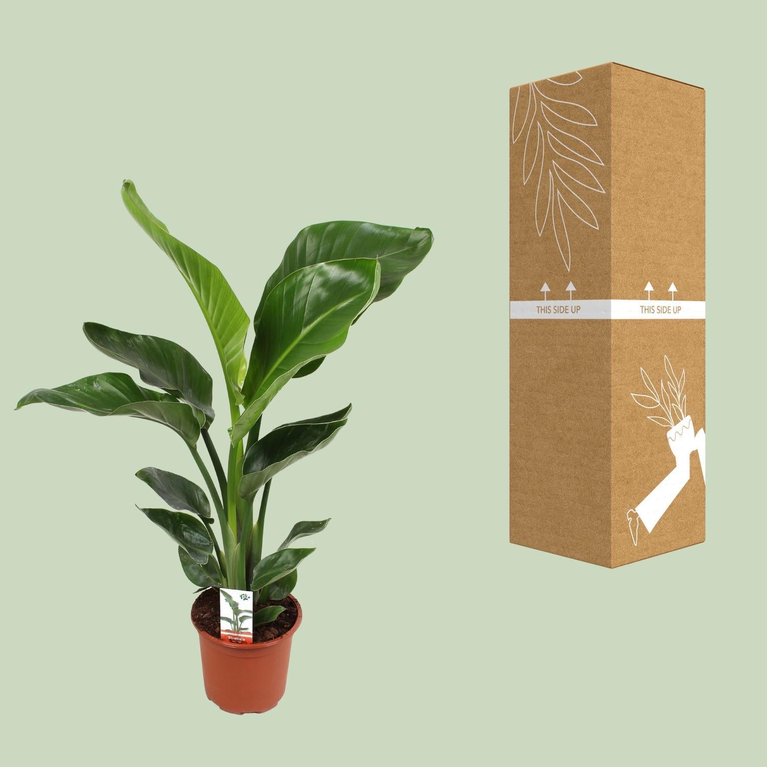 Strelitzia Nicolai 17 cm - Ø17 cm - ↕70 cm