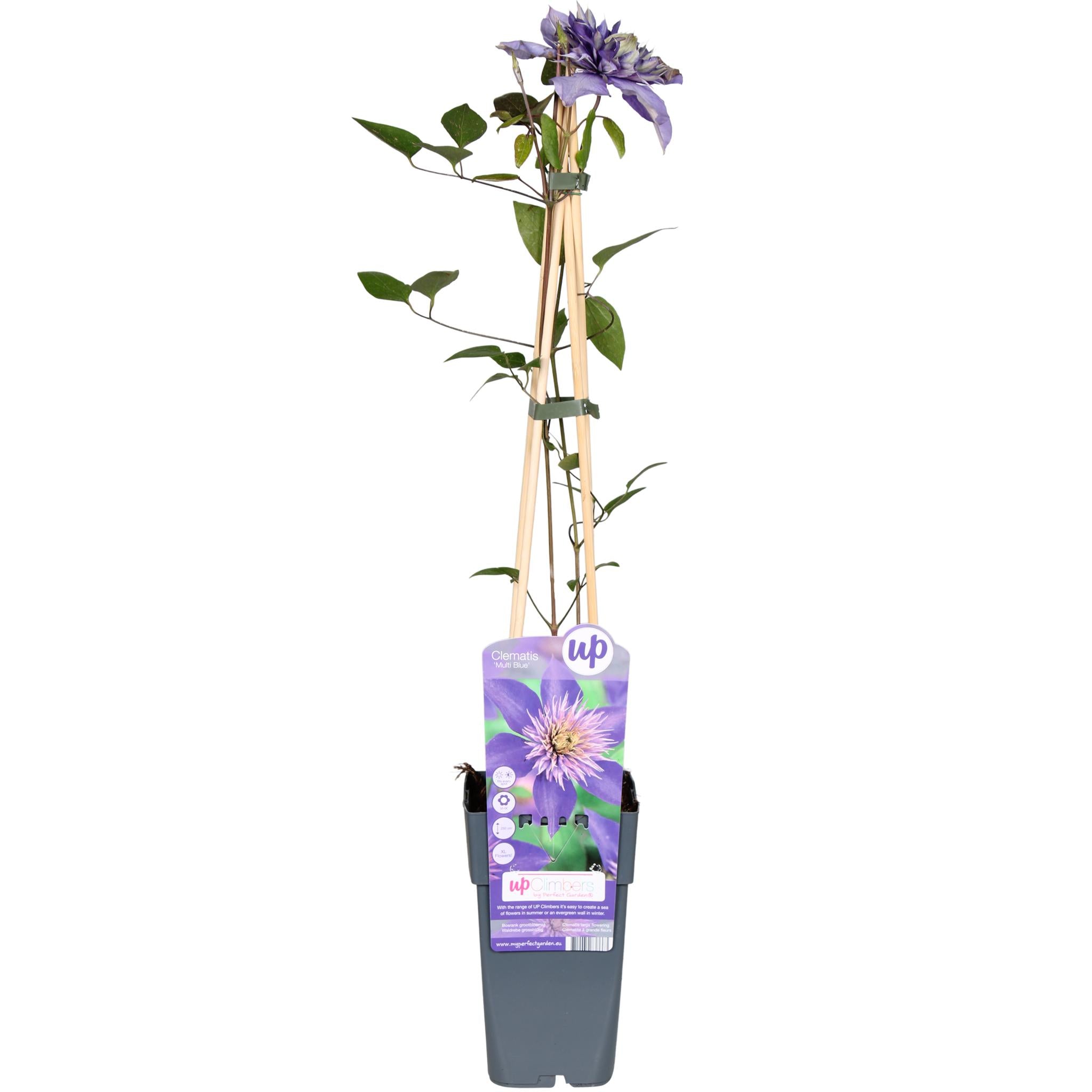 Clematis Multi Blauw - Clematis Blauw