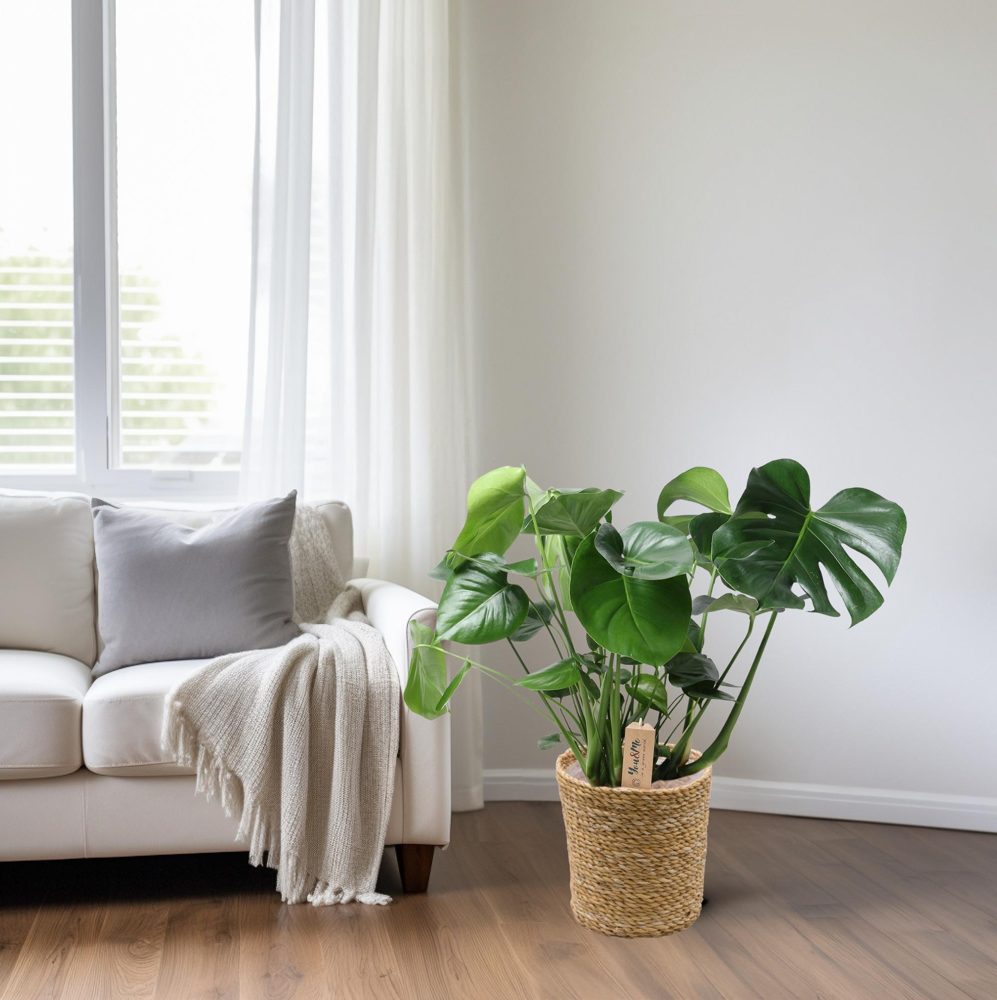 Monstera in natuurlijke mand - Ø21cm - ↕60cm