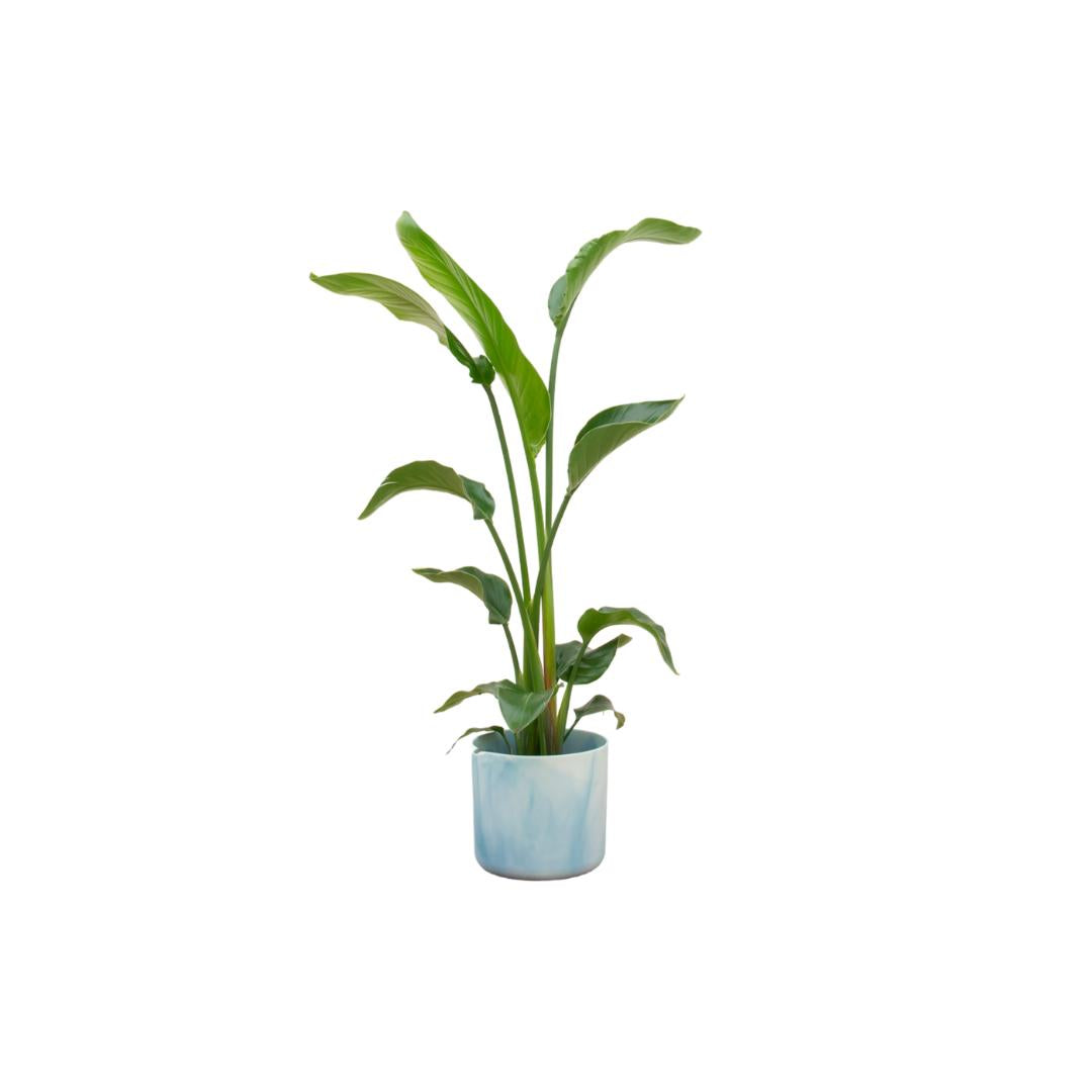 Combideal - Strelitzia Nicolai inclusief elho Ocean Round atlantisch blauw Ø22 - 100 cm