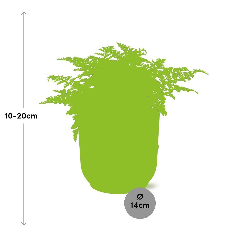 Asplenium Parvati in ELHO Vibes Fold 14cm gelb