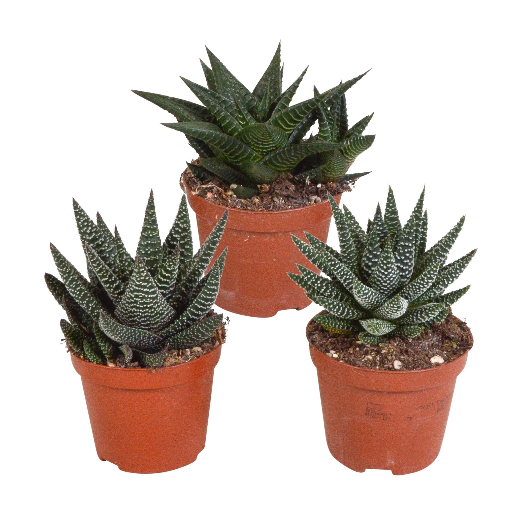 Gasteria/Haworthia mix 8,5cm - 3x - zonder pot