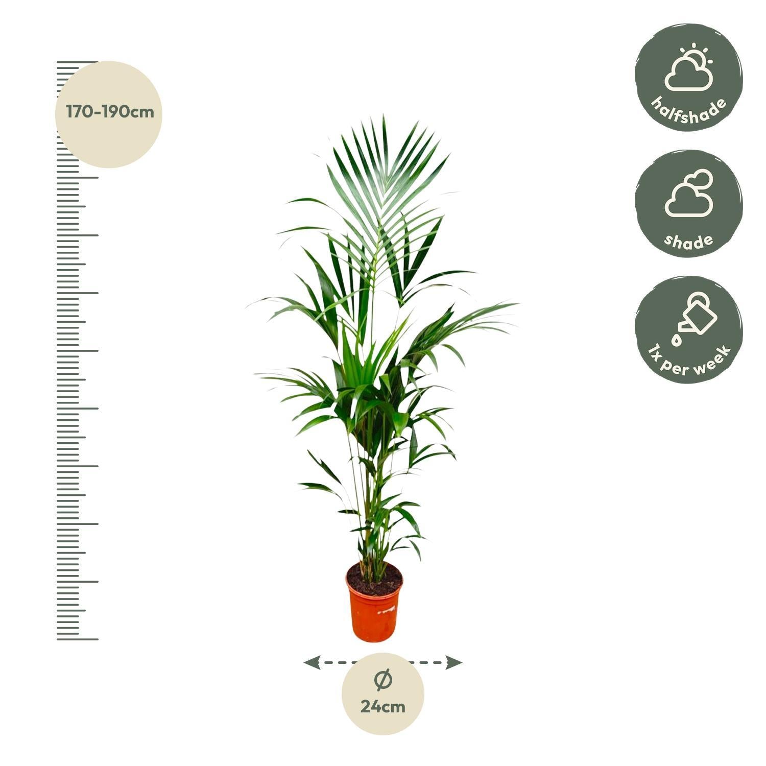 Kentiapalm - 180cm - ?24