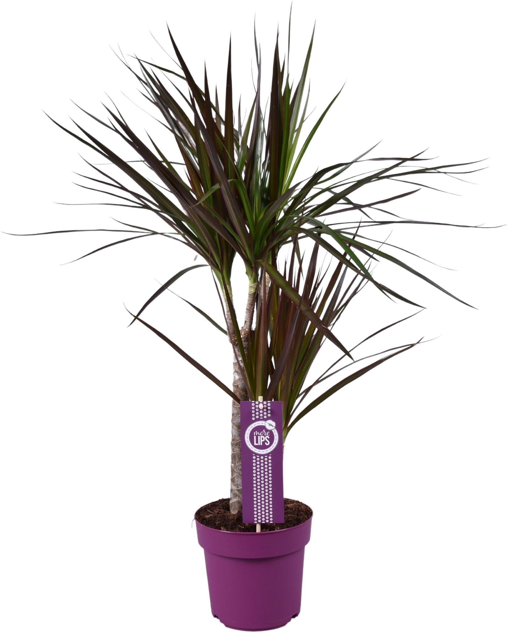 Dracaena Magenta - Ø17 ↕70