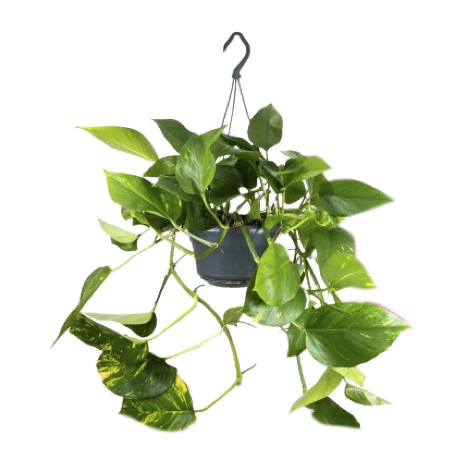 Epipremnum Pinnatum - Ø15 - ?25cm