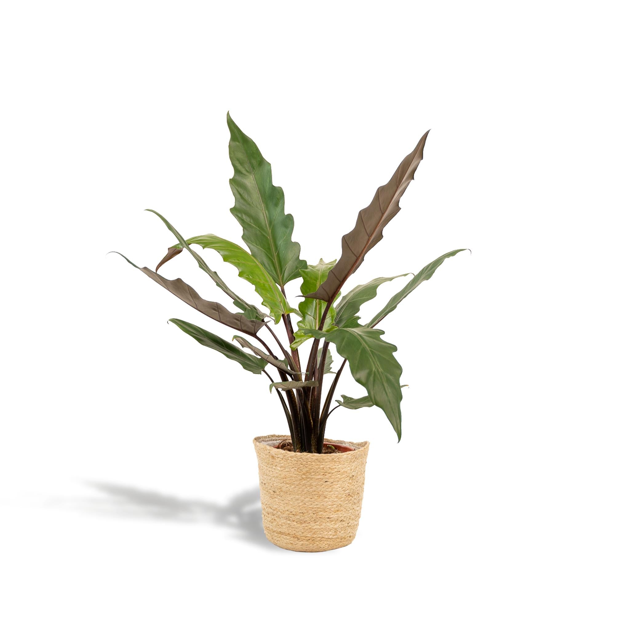 Alocasia Lauterbachiana - Ø19cm - ↕80cm + Mand Selin