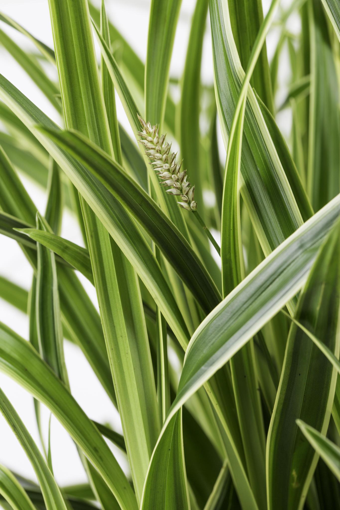 3x - Carex morrowii 'Ice Dance' - ?30cm - Ø14