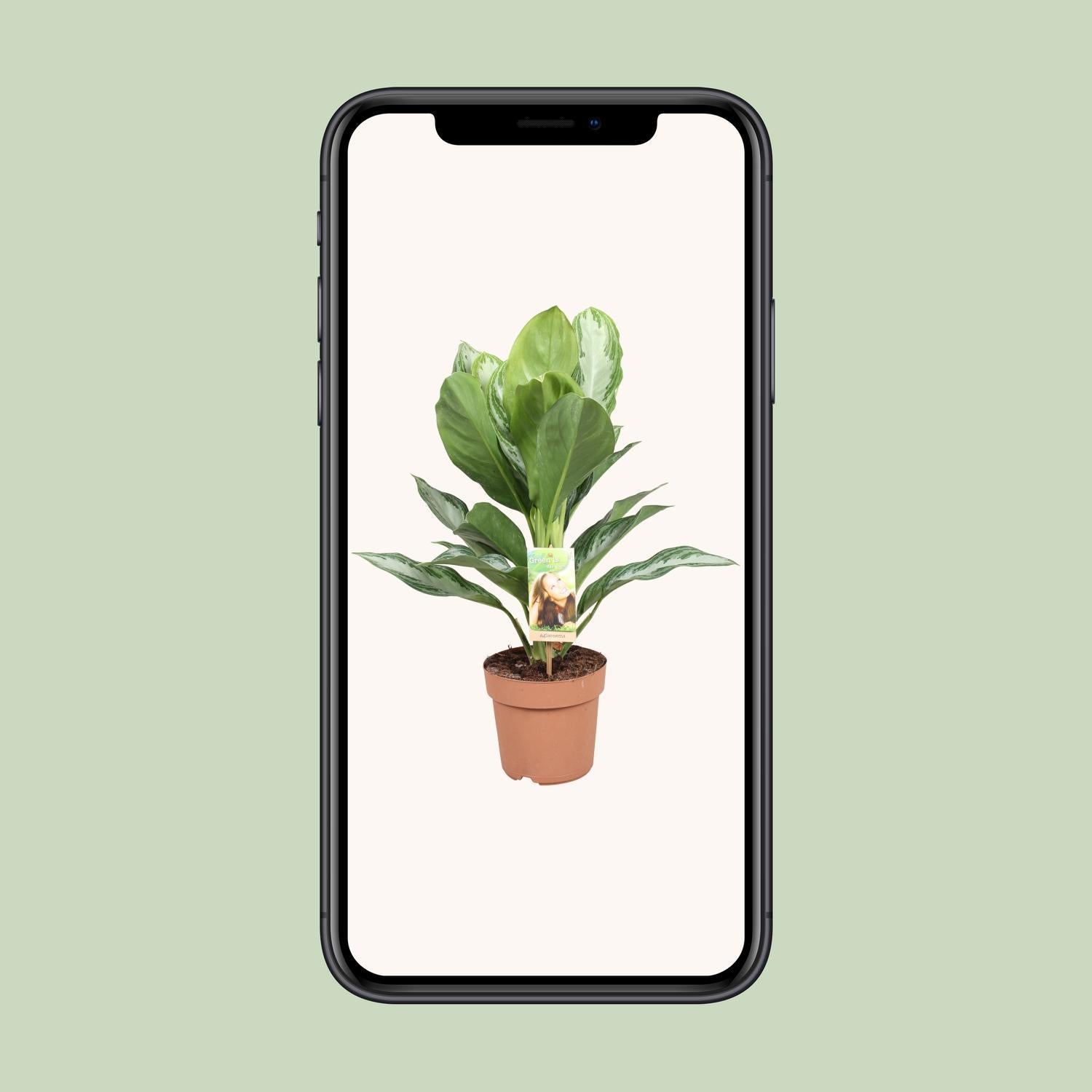 Aglaonema Zilver Bay Ø17cm - ↕55cm