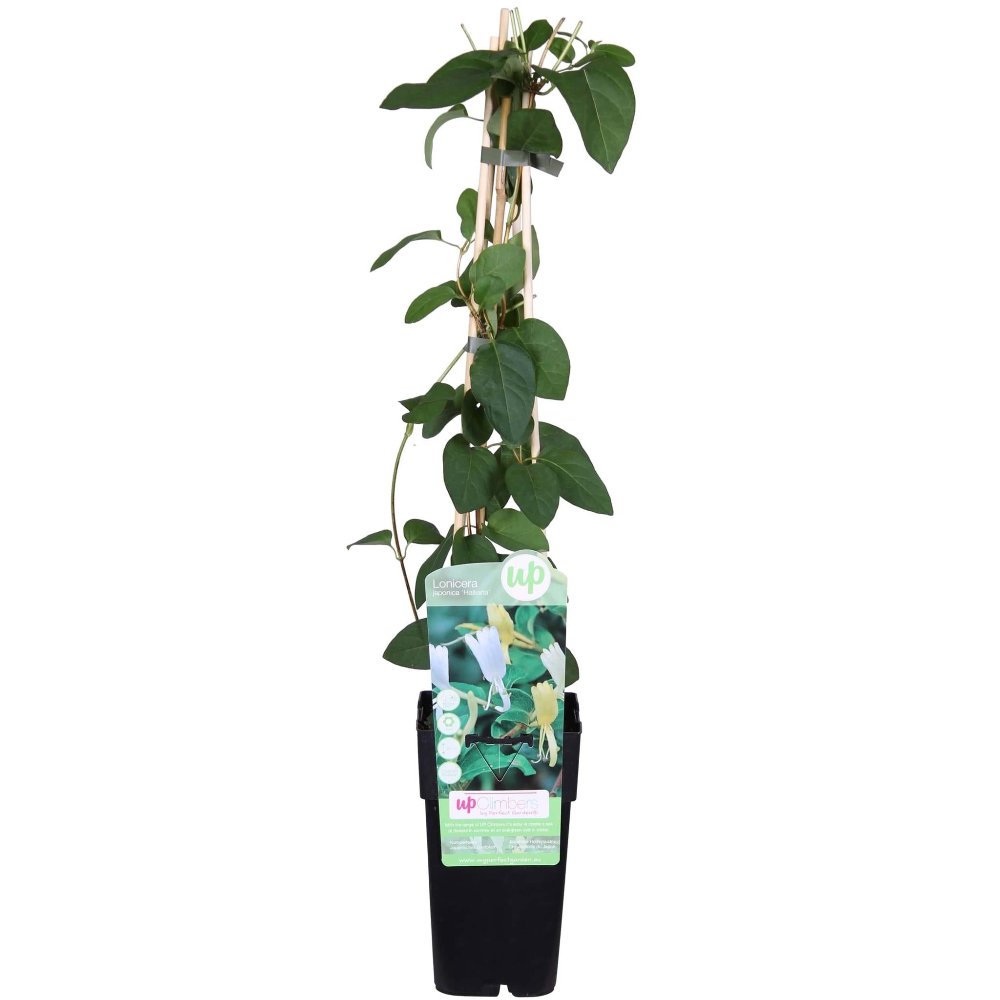 Lonicera japonica 'Halliana' - ?65cm - Ø15