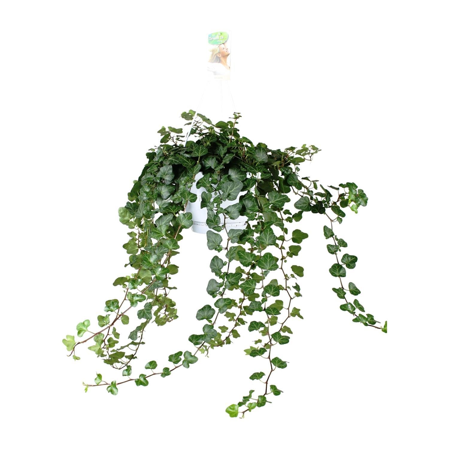 Hedera Helix Wonder - Ø17 - ?70cm
