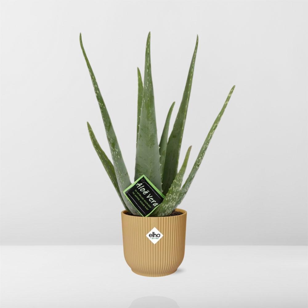 Aloë Vera 12cm in ELHO Vibes Fold 14cm geel