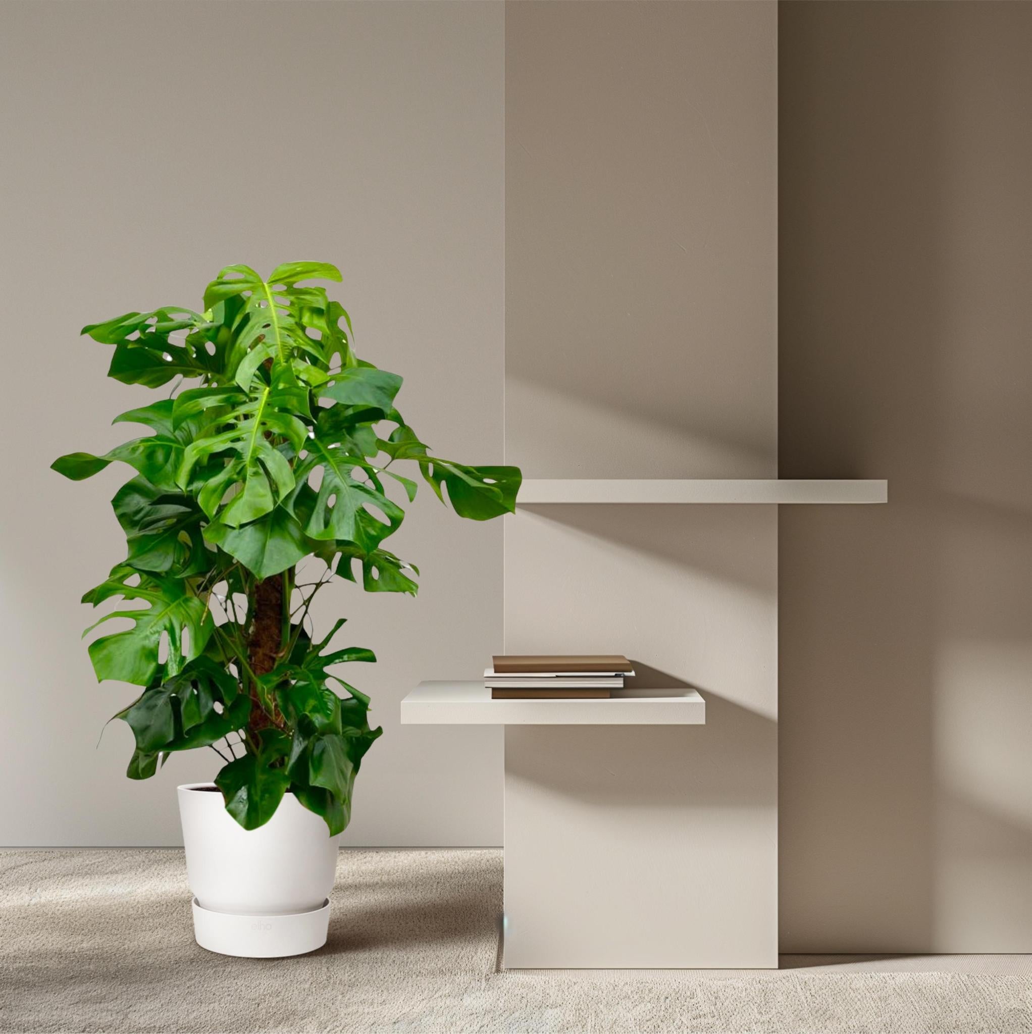 Monstera Deliciosa XXL - 150cm - ?27