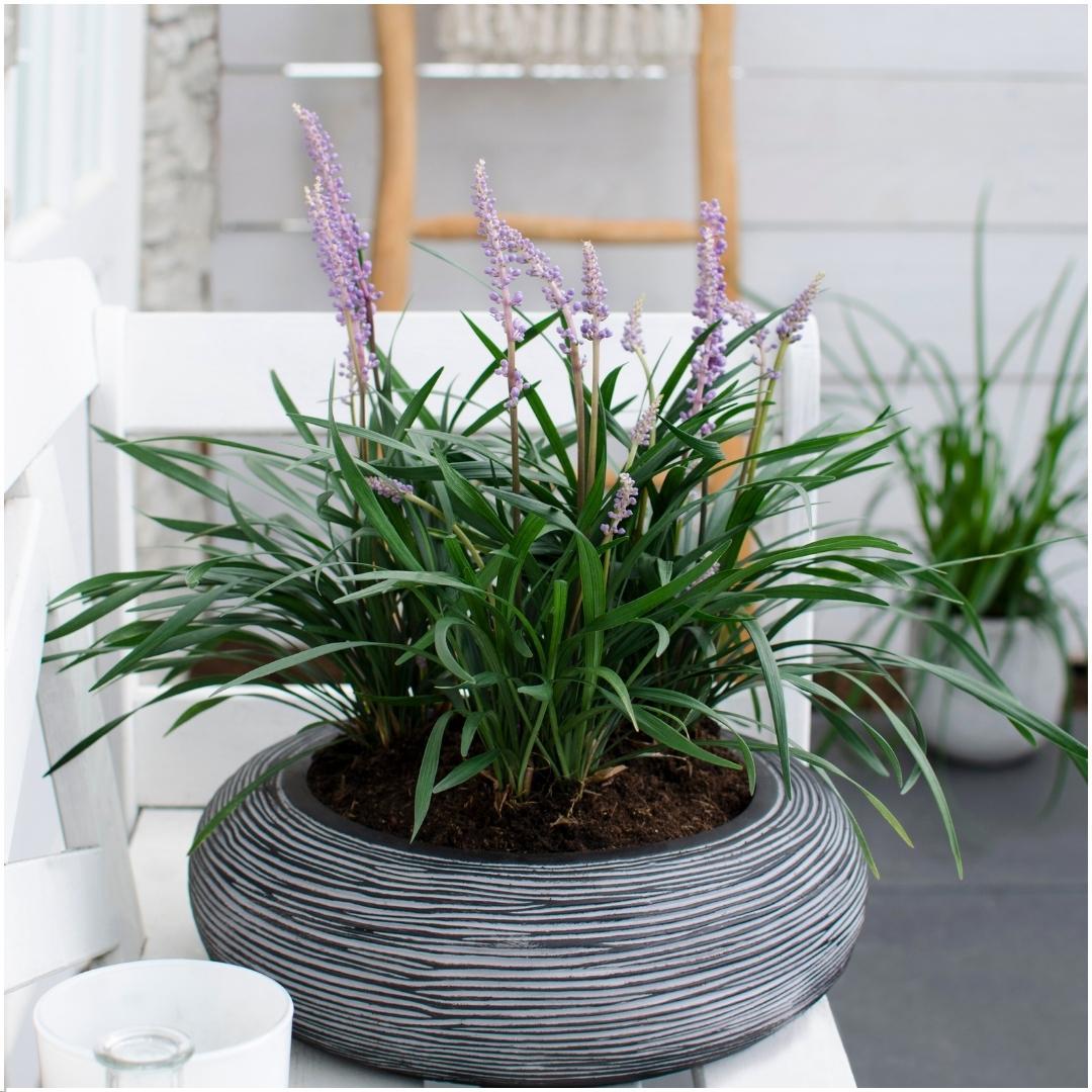 3 x Liriope muscari 'Ingwersen' - Ø 14 cm - ? 25 cm