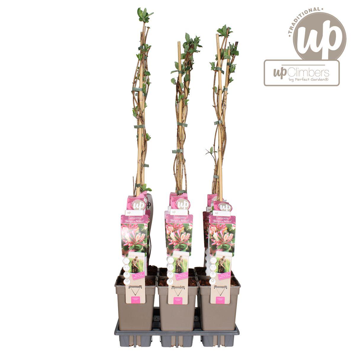 Lonicera periclymenum 'Belgica' - ?65cm - Ø15