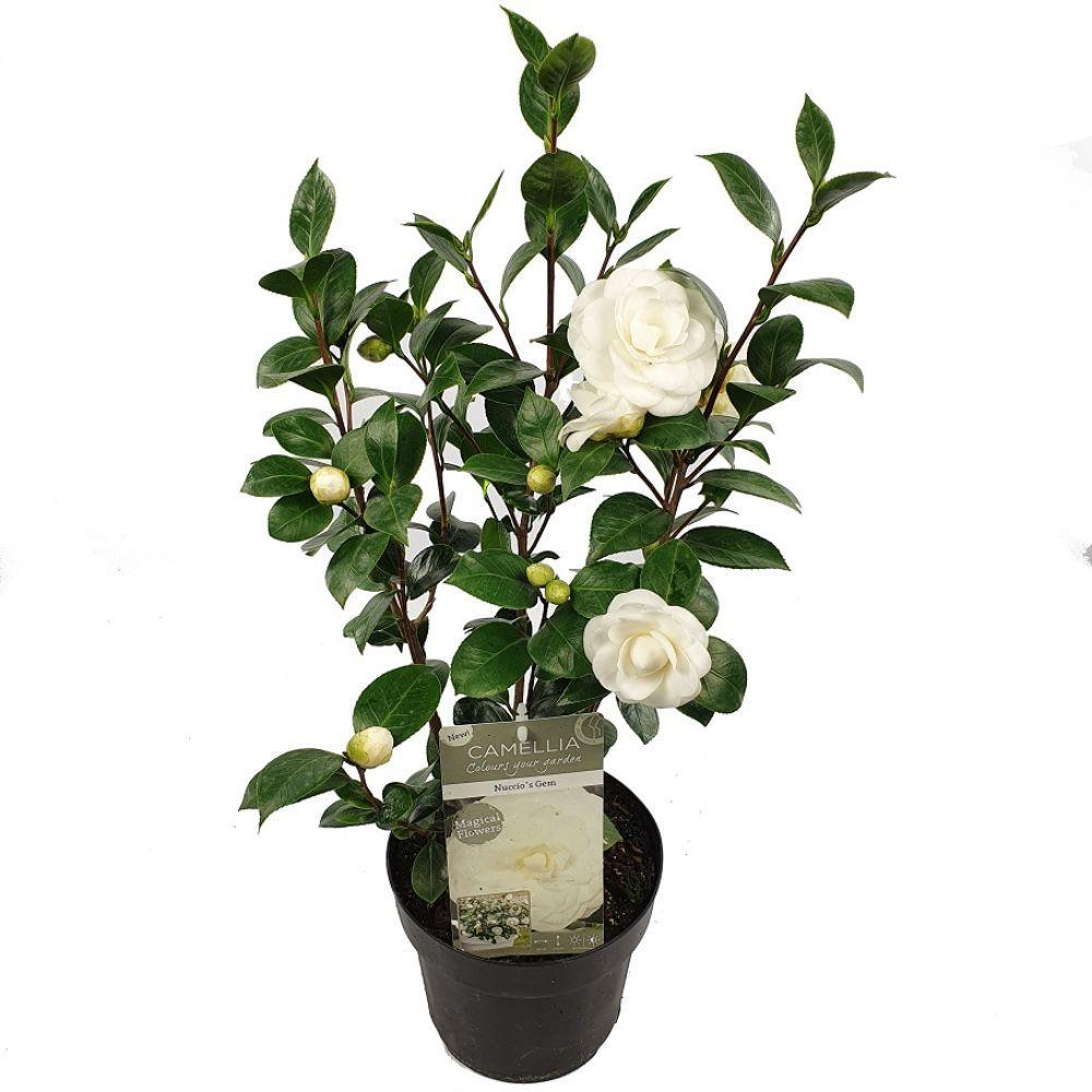 Camellia Japans 'Nuccio's Gem' - ?65cm - Ø19cm