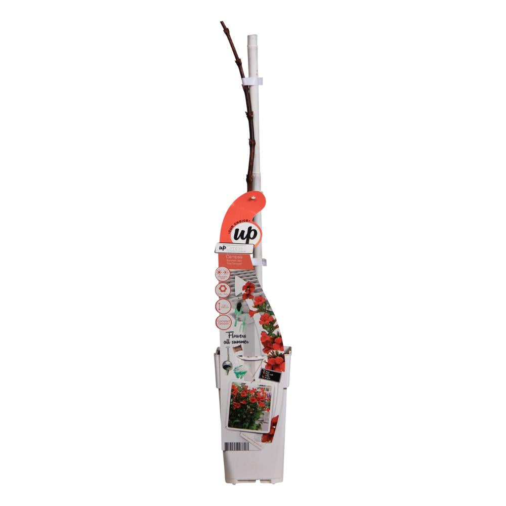 Campsis Summer Jazz Fire Trompet - Trompetbloem Rood - Ø15 - ?65cm
