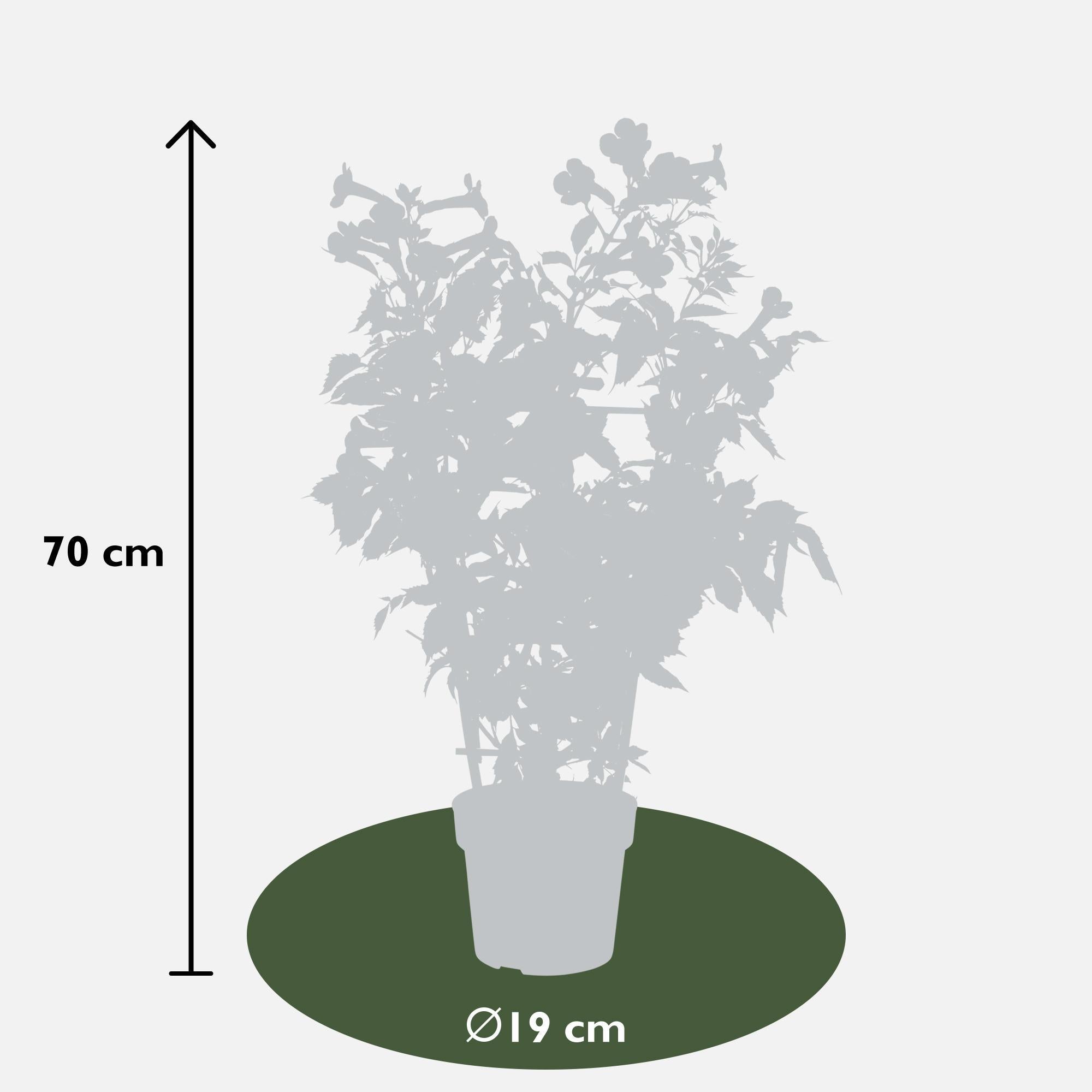 2x - Campsis 'Indian Summer' - ?65cm - Ø15