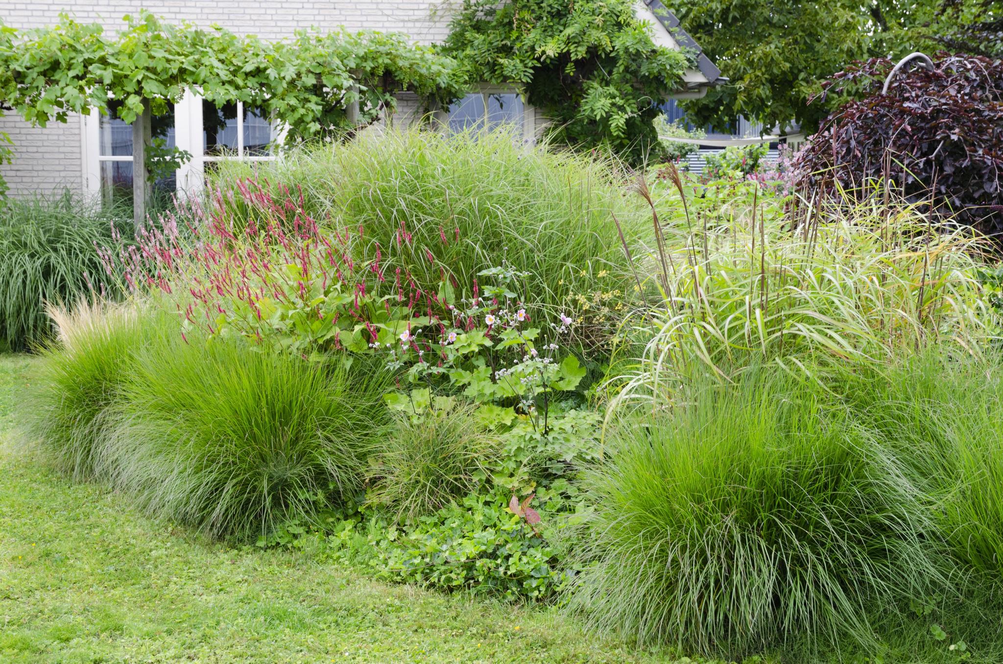 Miscanthus sinensis Ferner Osten - Ø23 -?60cm