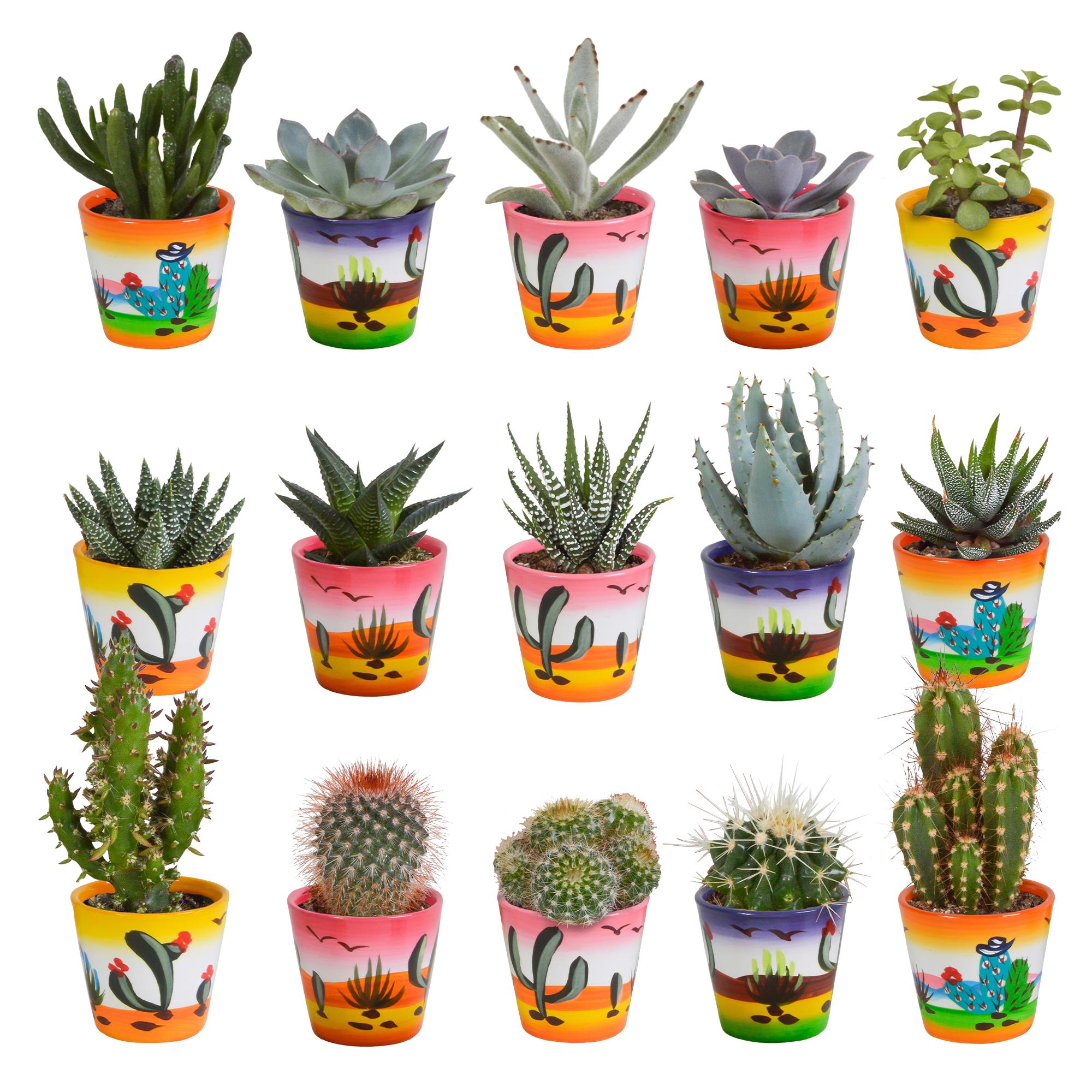 Cactus en vetplantenmix 5,5 cm | 15 stuks - in Mexicaanse pot