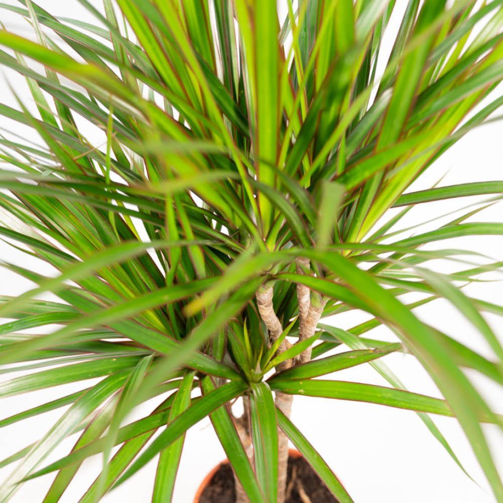 Dracaena - ?120cm - Ø21cm + Dracaena - 70cm - Ø17cm