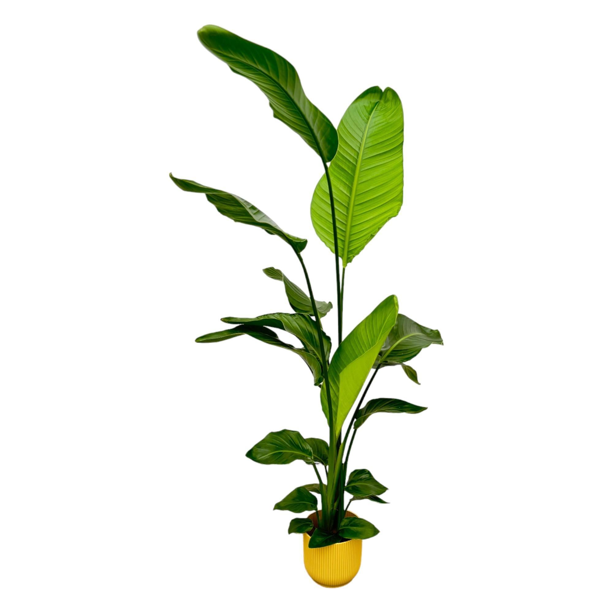 Strelitzia Nicolai inclusief elho Vibes Fold Rond geel - 130 cm - Ø18