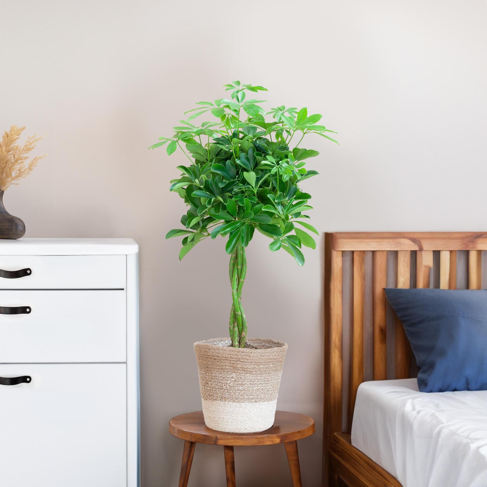 Schefflera Arab Nora met Mand Lissabon wit - 80cm - Ø19