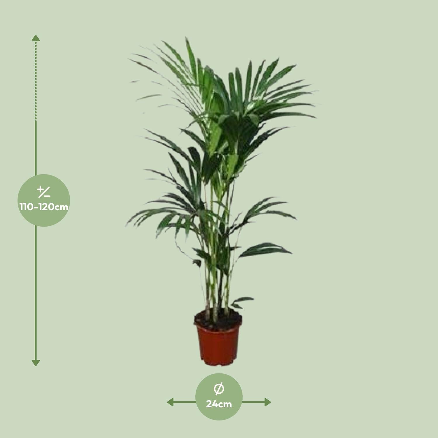 Howea forsteriana - Ø24 - ?120cm