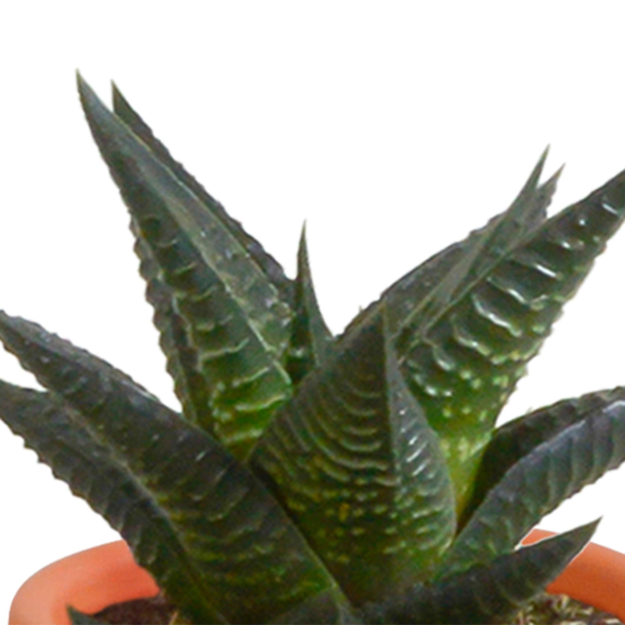 Cactus en vetplantenmix 5,5 cm | 15 stuks - in Mexicaanse pot