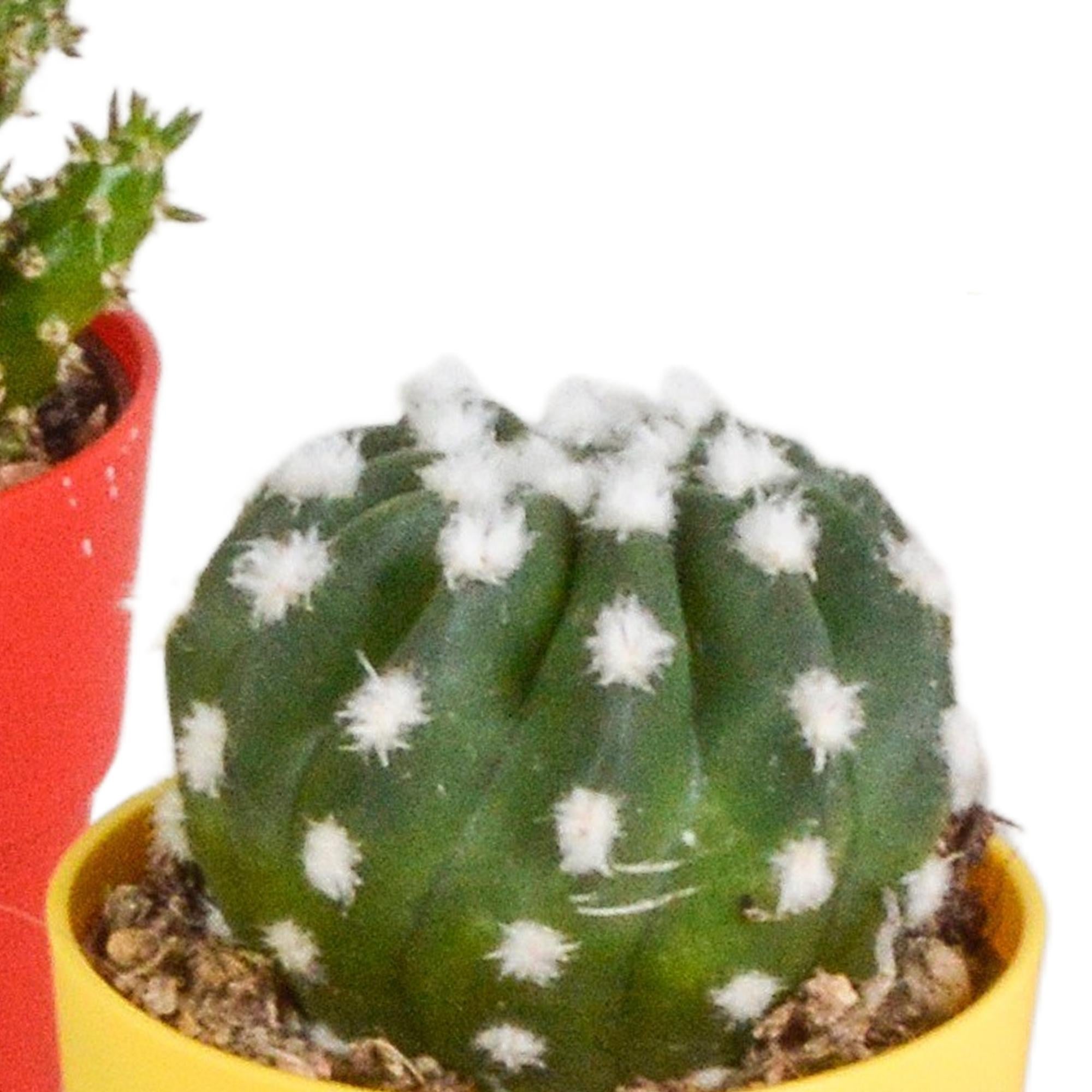 Kaktusmischung 5,5 cm - 5x - im farbigen Kunststofftopf