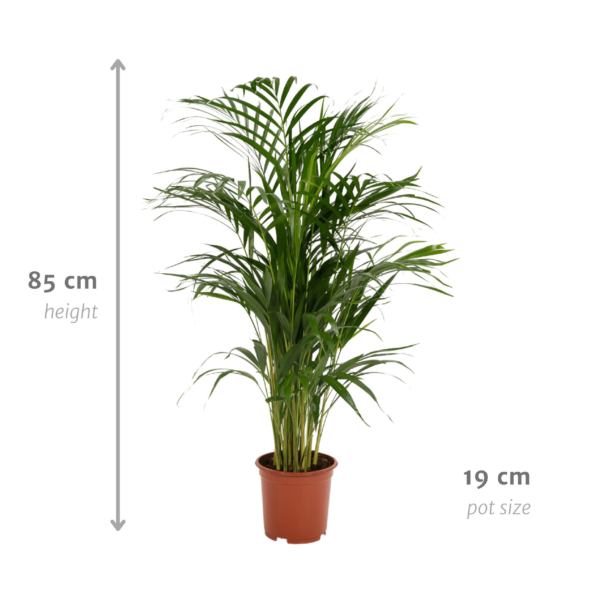 Arecapalm - Ø19cm - ↕85cm