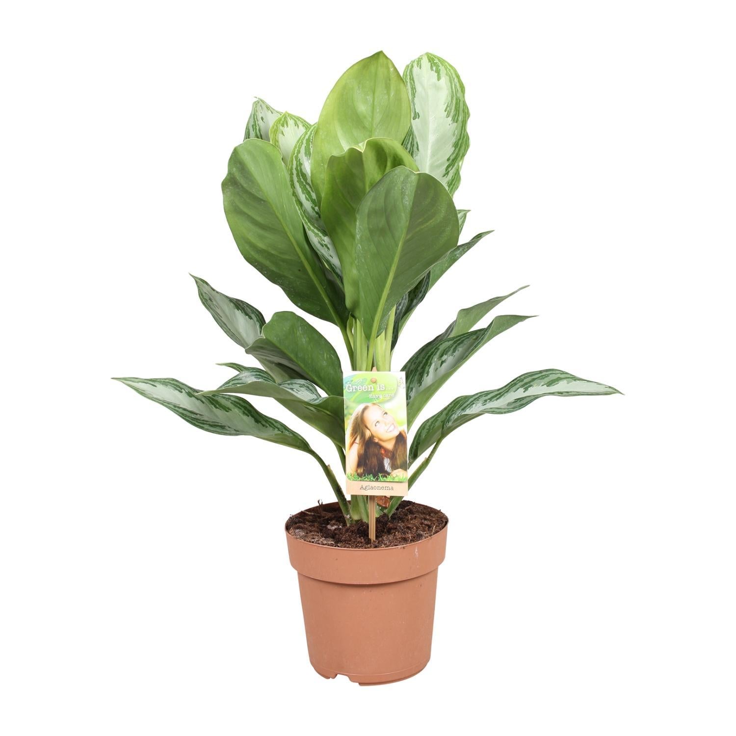 Aglaonema Zilver Bay Ø17cm - ↕55cm