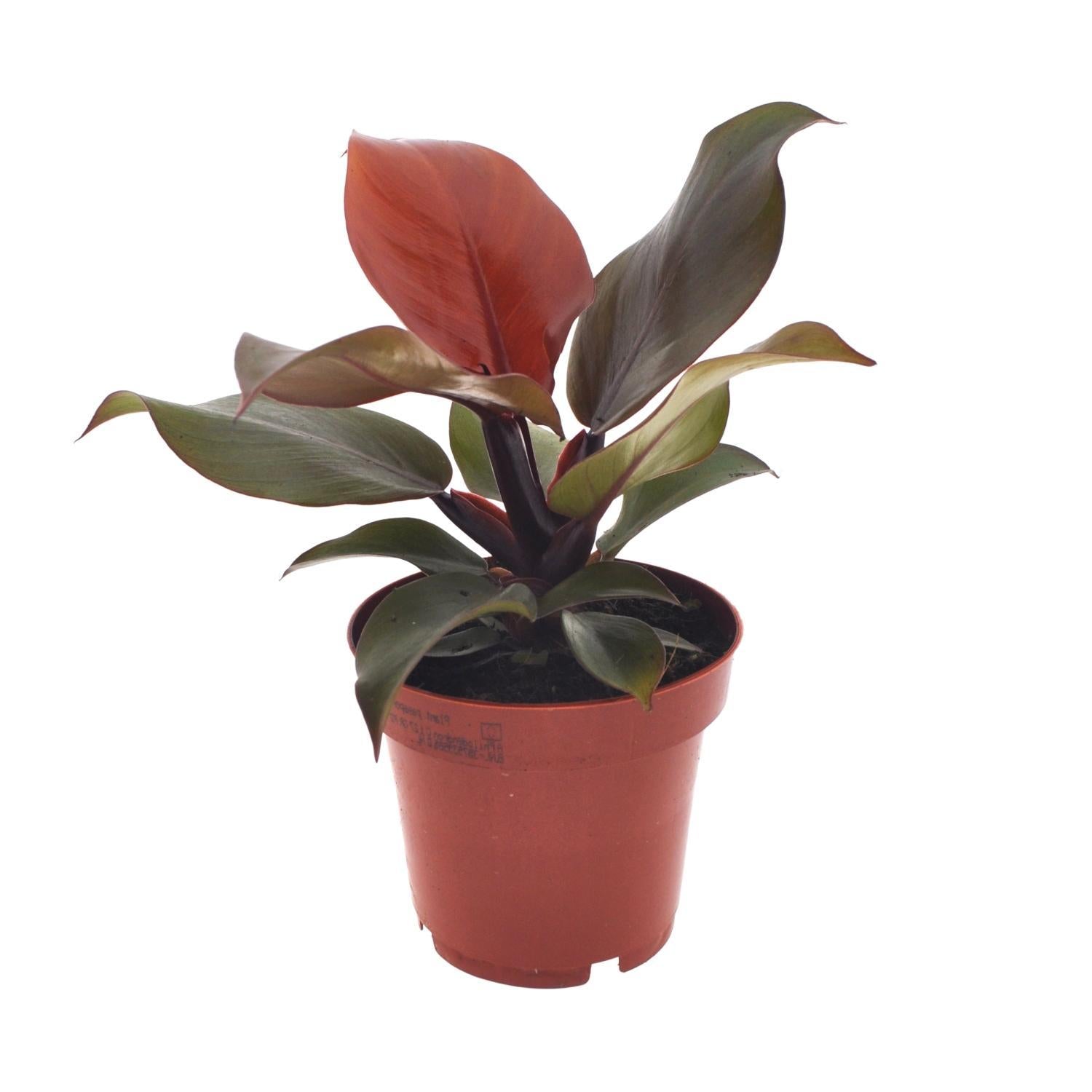 Philodendron Imperial Rood - Ø12cm - ↕25cm