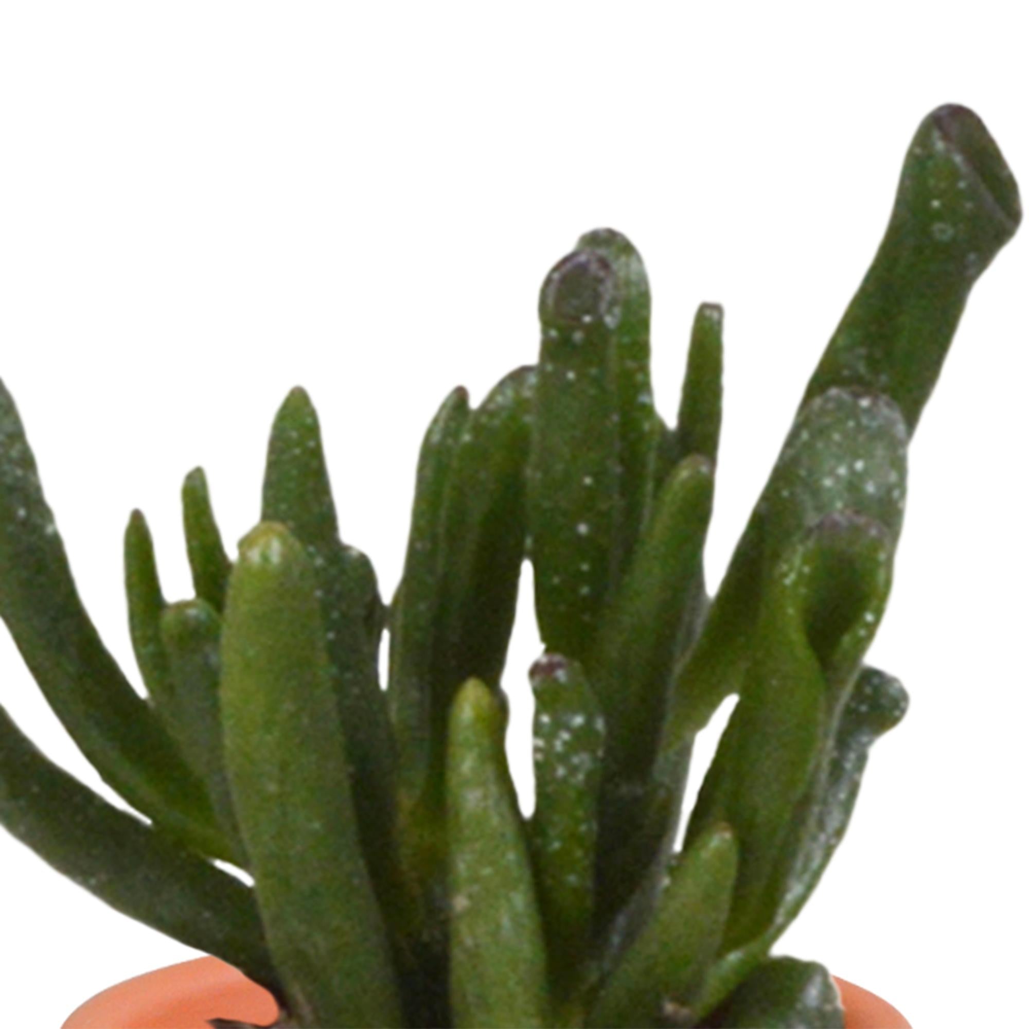 Cactus en vetplantenmix 5,5 cm | 15 stuks - in Mexicaanse pot