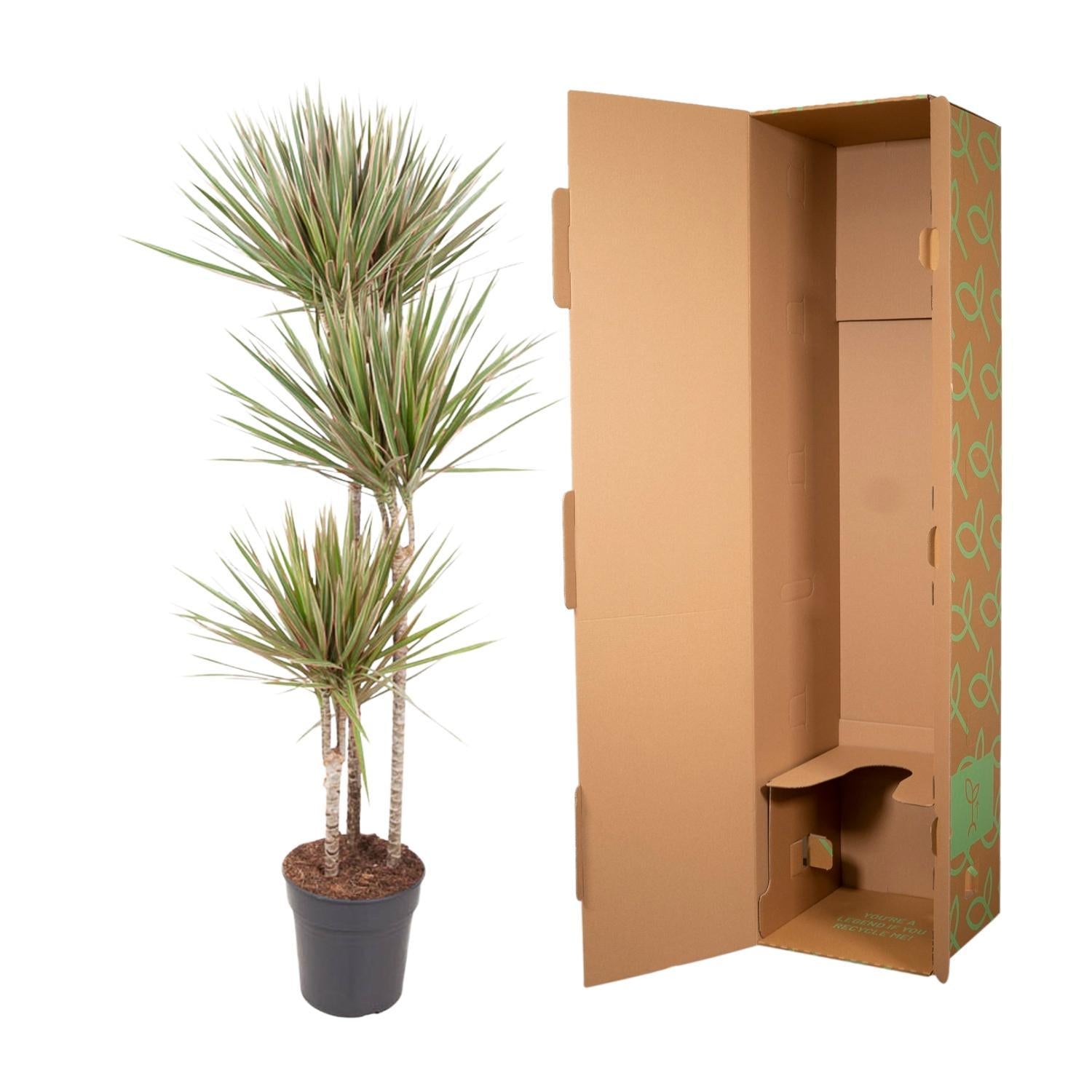 Dracaena Tweekleurig - 150 cm - ø24