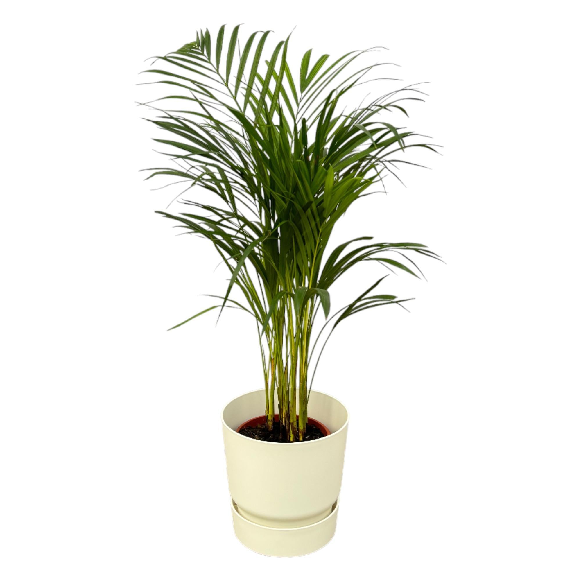 Areca palm - ?85cm - Ø19cm inclusief elho Greenville Rond wit D24xH23