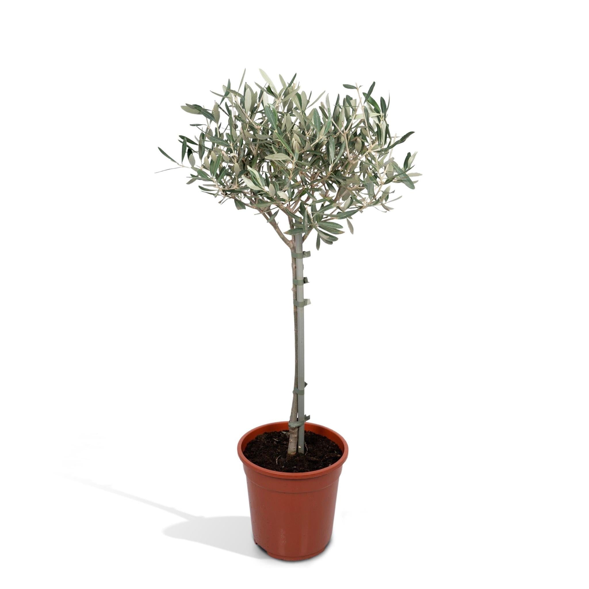 Olijf - Ø19cm - ↕90cm
