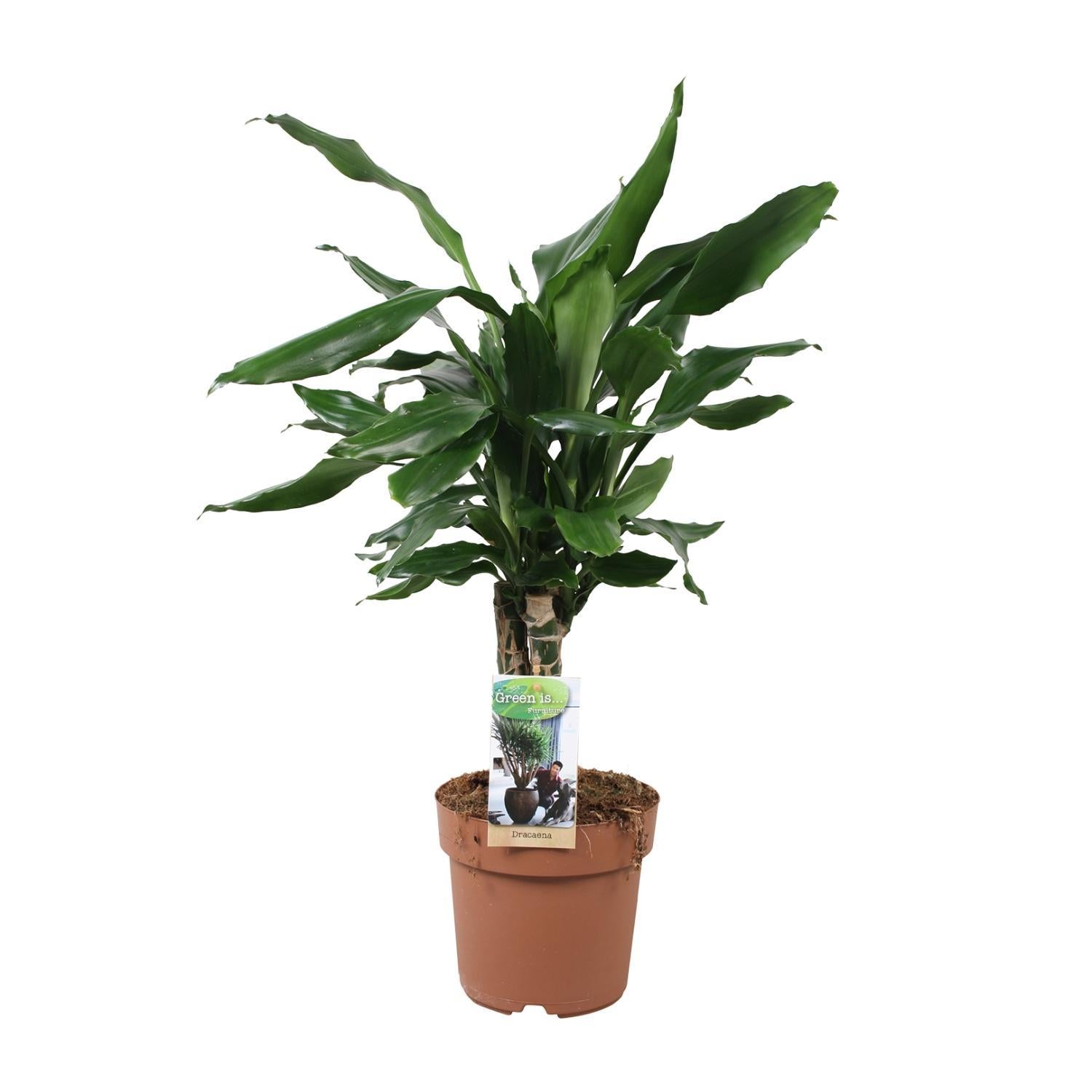Dracaena Fagrans Steudneri Groen - Ø17cm - ↕55cm