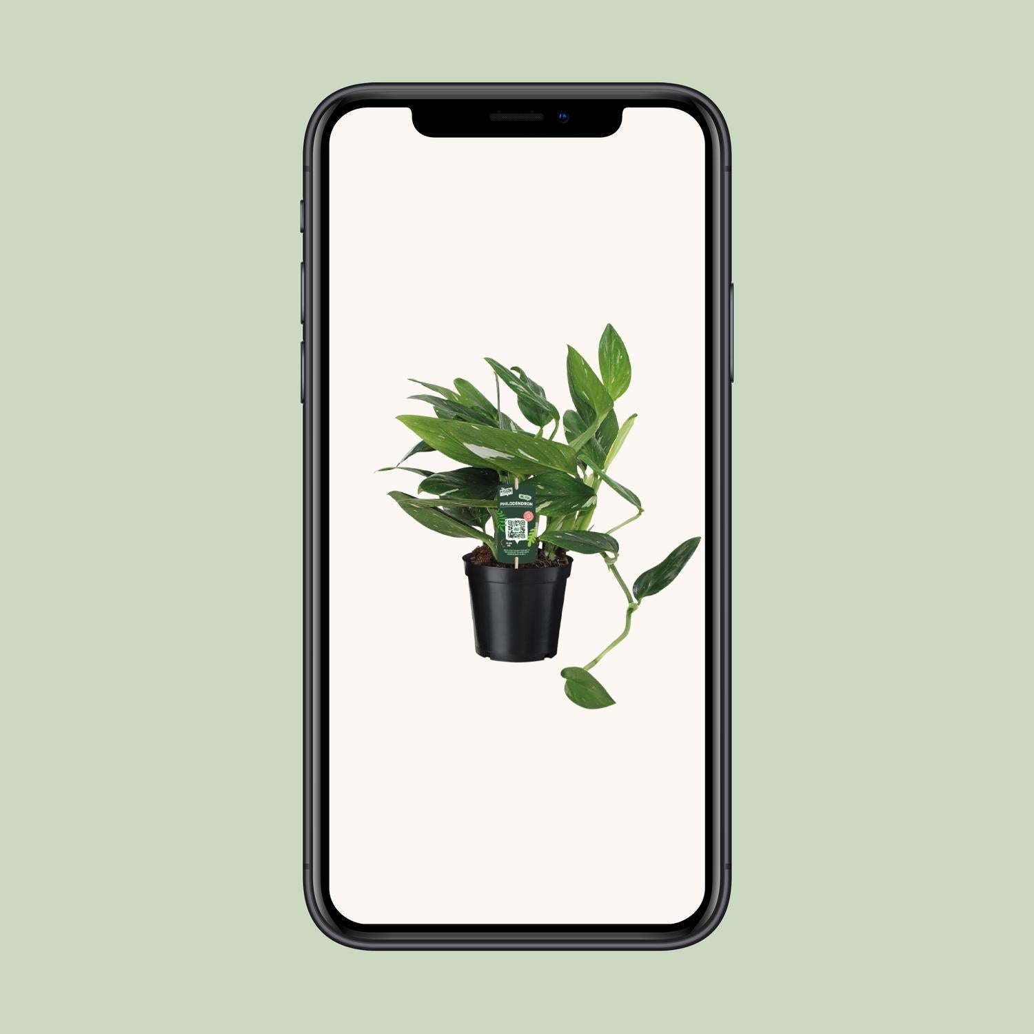 Philodendron Cobra Toef - Ø17 ↕50