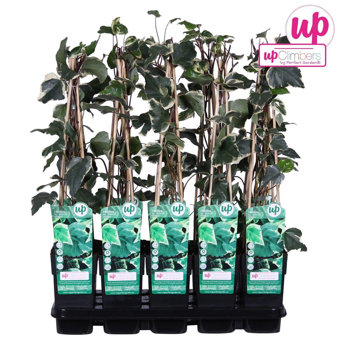 Hedera algeriensis 'Gloire de Maren' - ?65cm - Ø15