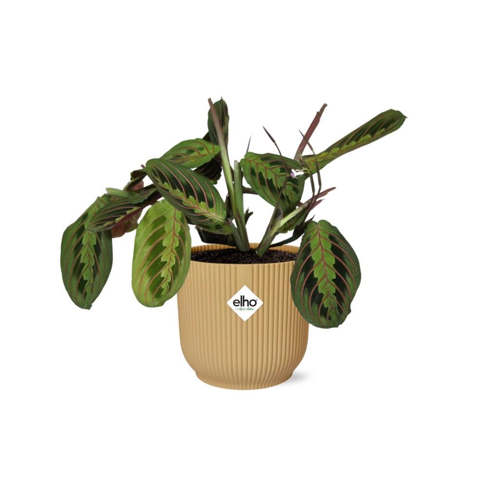 Maranta Leuconeura 'Fascinator' Tricolor in ELHO Vibes Fold 14cm geel