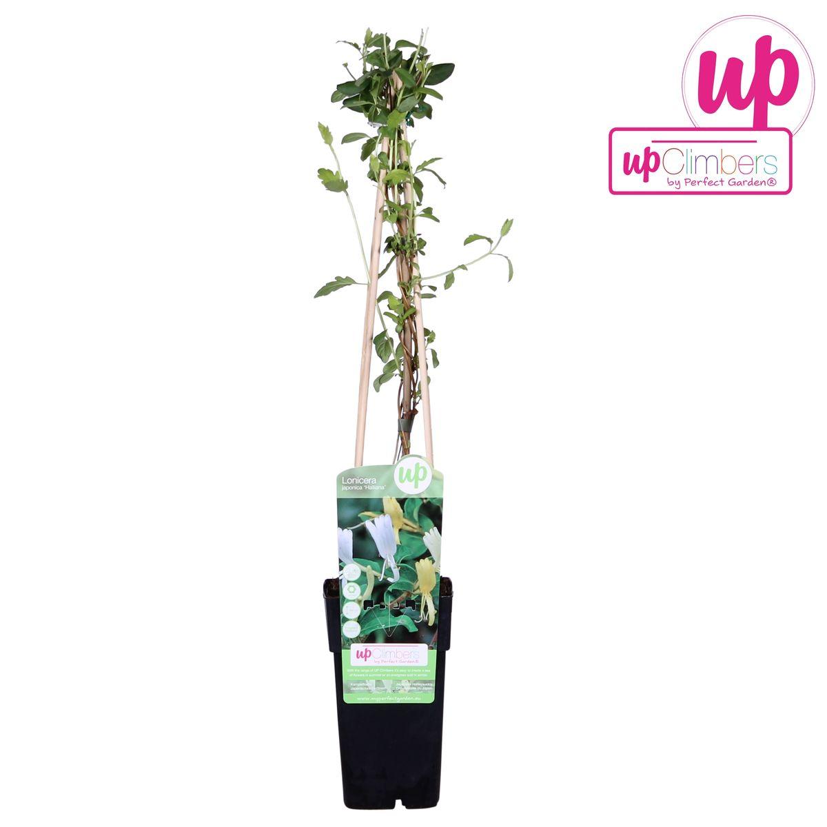 Lonicera japonica 'Halliana' - ?65cm - Ø15