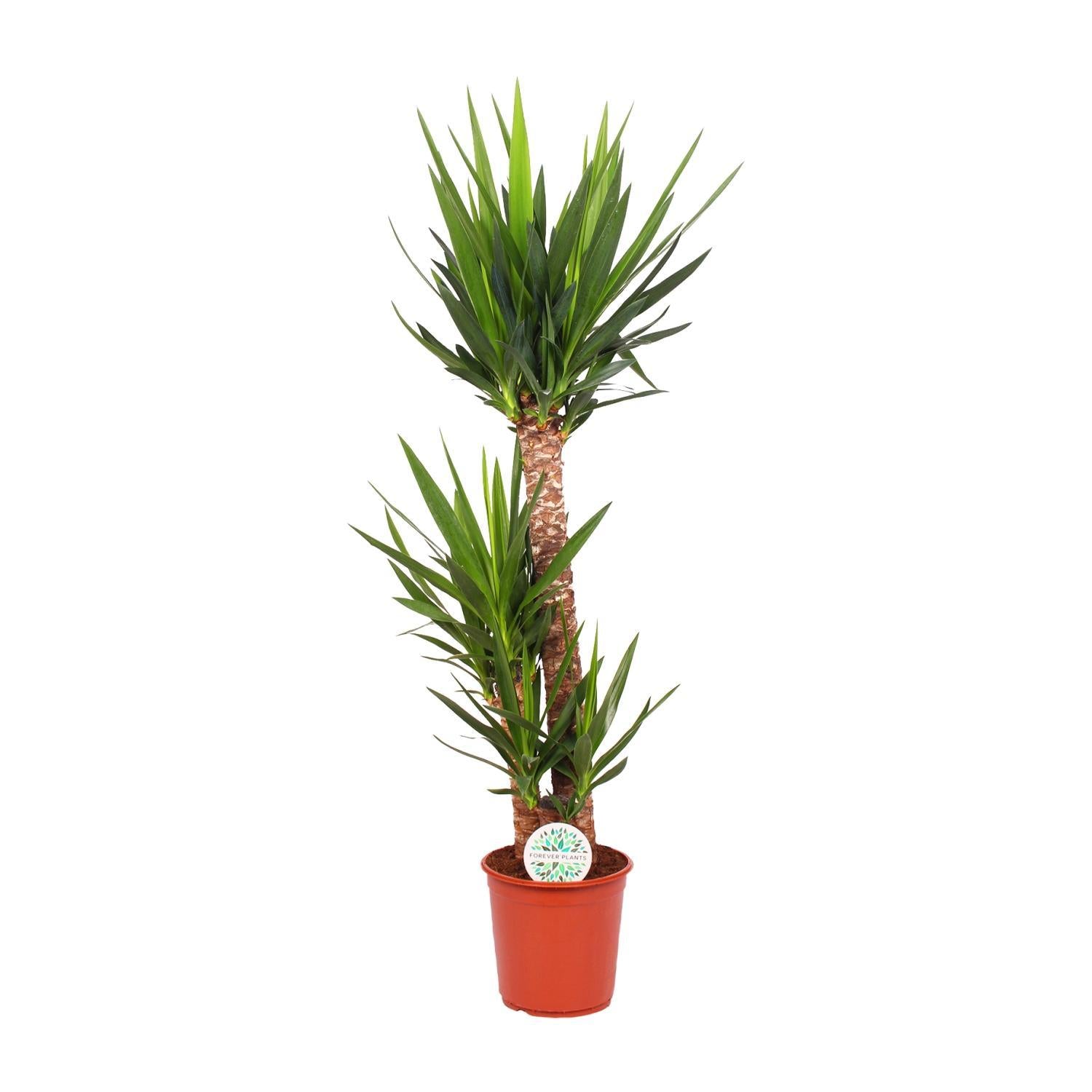 Yucca Olifantspoot - Ø24cm - ↕125cm