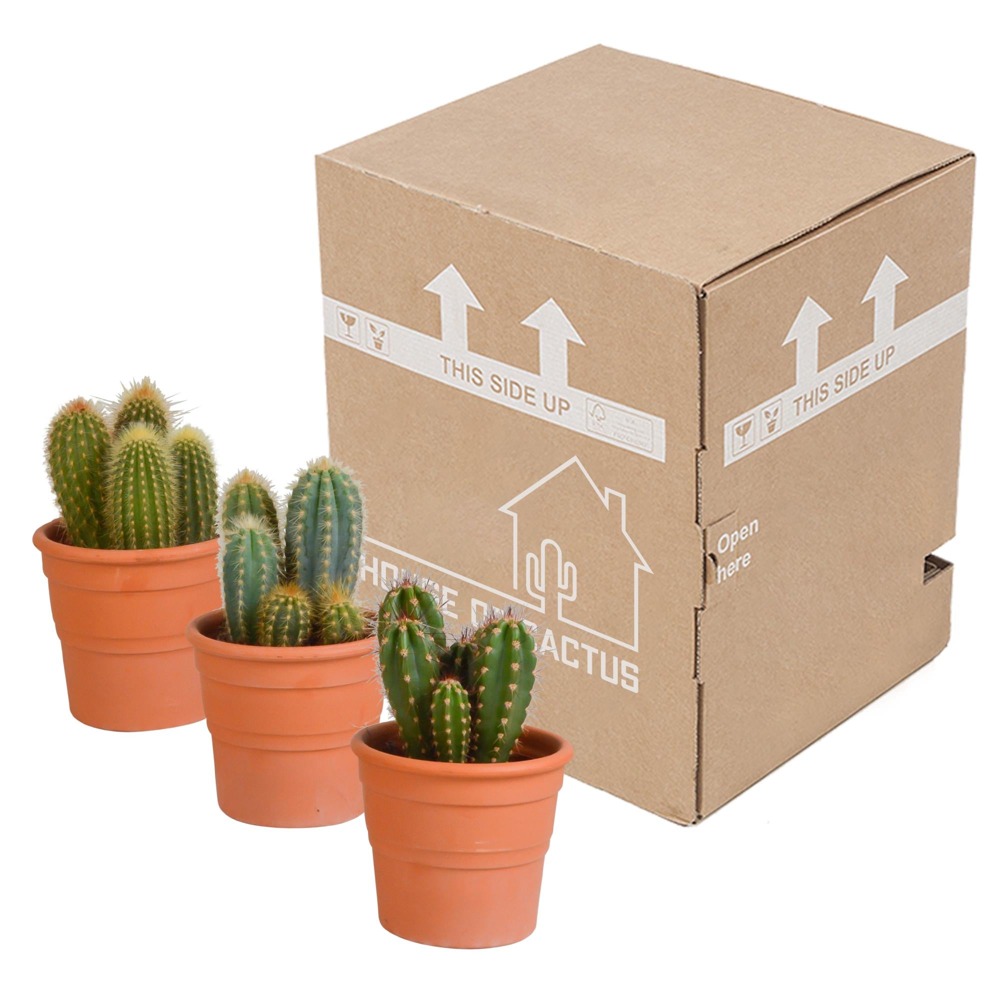Cereus mix 10,5cm - 3x - in terracotta pot